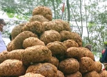 Abdul Halim HIPPORA: Dorong Porang Jadi Andalan Program Makan Gratis Presiden untuk Ketahanan Pangan